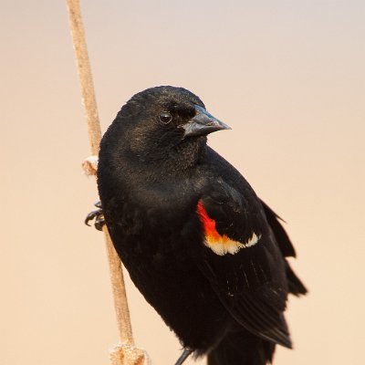 blackbirds-16 Red-winged Blackbird