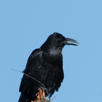 blackbirds-17 Raven