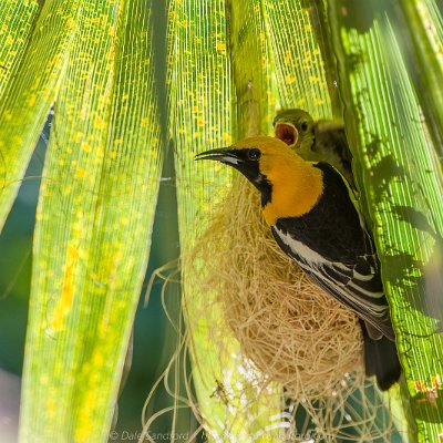 blackbirds-4 Hooded Oriole Nest