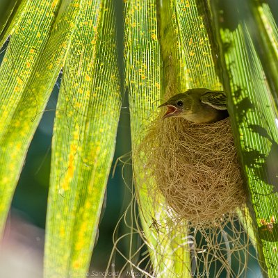 blackbirds-5 Hooded Oriole Nest