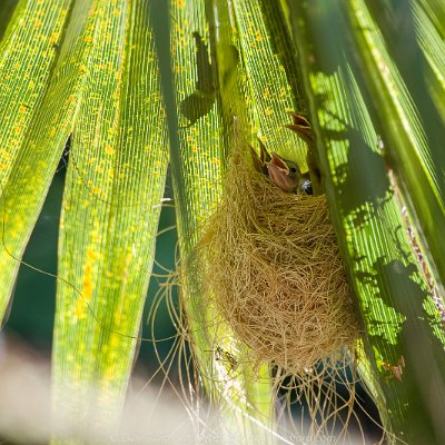 blackbirds-6 Hooded Oriole Nest