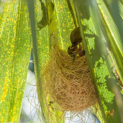 blackbirds-8 Hooded Oriole Nest