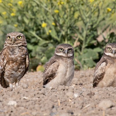 owls-10 Burrowing owls