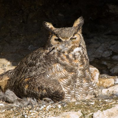 owls-12 Owl on nest