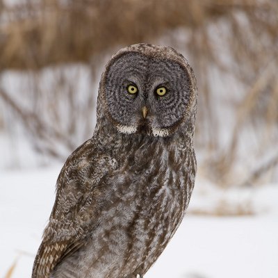 owls-2 Great Gray Owl