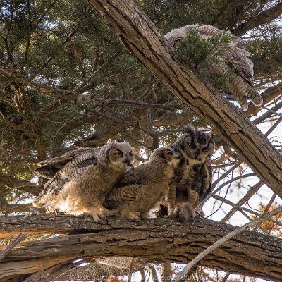 owls-20 Great Horned Owls with rat