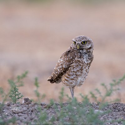 owls-4 Burrowing owl