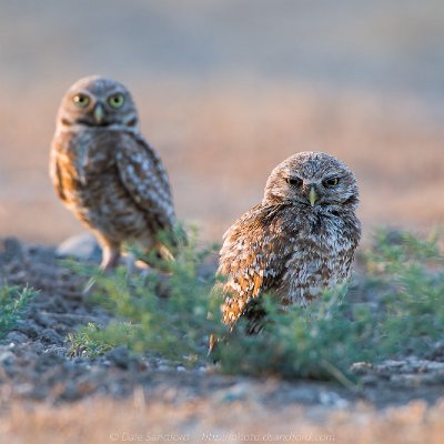 owls-5 Burrowing owls