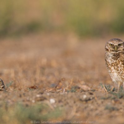 owls-6 Burrowing owls