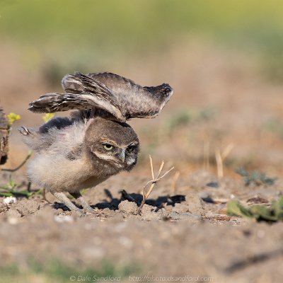 owls-7 Burrowing owl