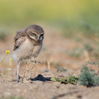 owls-8 Burrowing owl