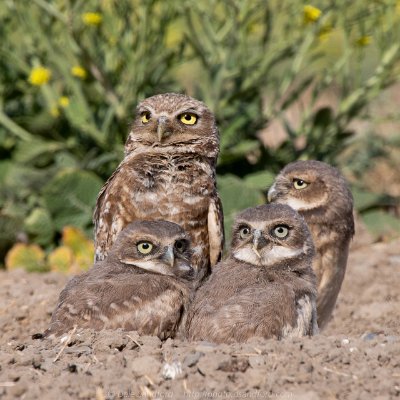 owls-9 Burrowing owls