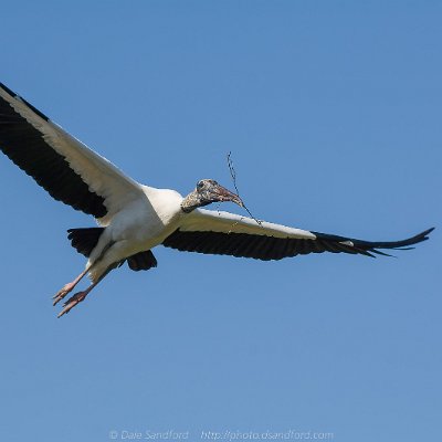 pelicans-10 Wood Stork
