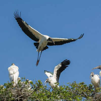 pelicans-11 Nesting Wood Storks