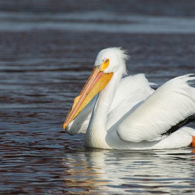 pelicans-12 American White Pelican