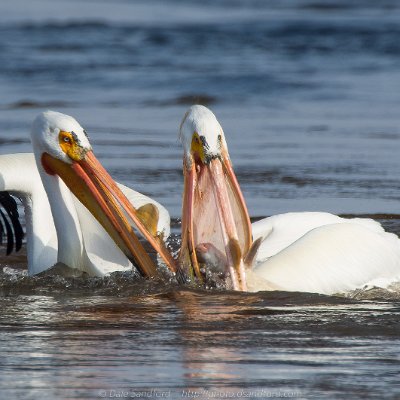 pelicans-13 American White Pelican