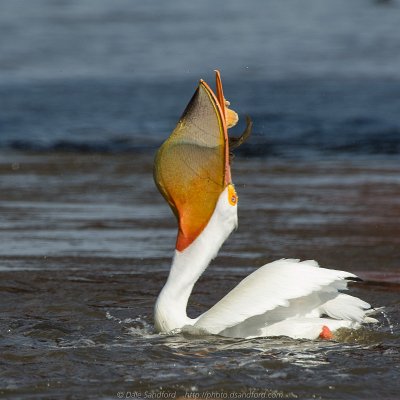pelicans-14 American White Pelican