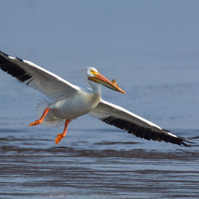 pelicans-15 American White Pelican