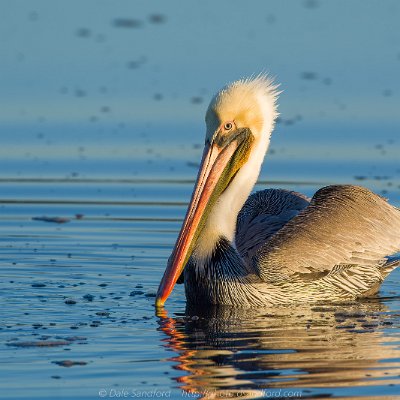pelicans-16 Brown Pelican