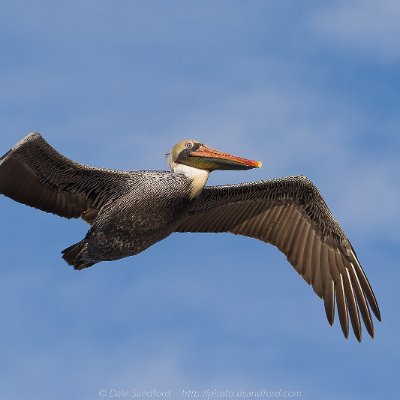 pelicans-17 Brown Pelican