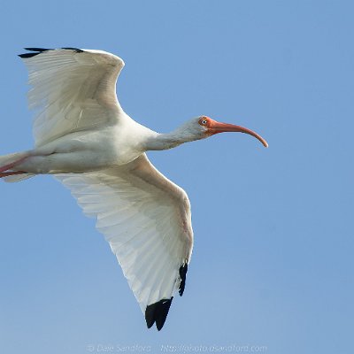 pelicans-4 White Ibis