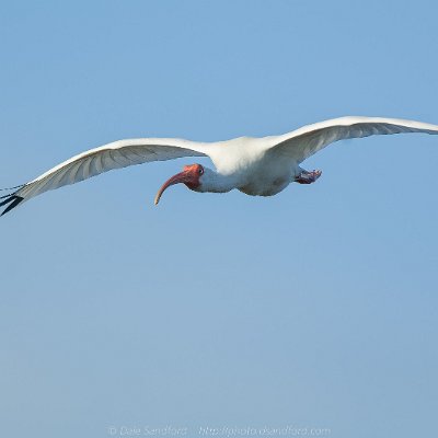 pelicans-5 White Ibis