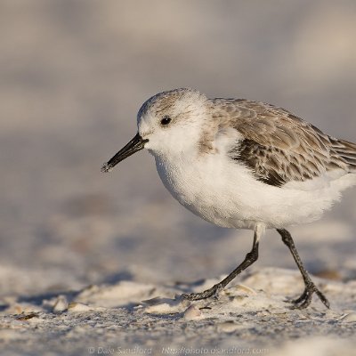 shorebirds-13 Sanderling