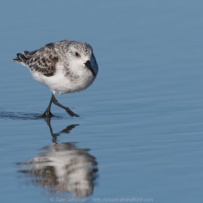 shorebirds-14 Sanderling