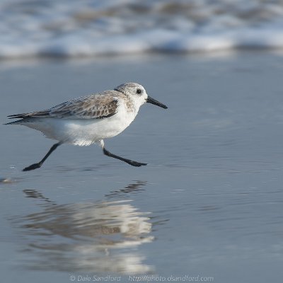 shorebirds-15 Sanderling