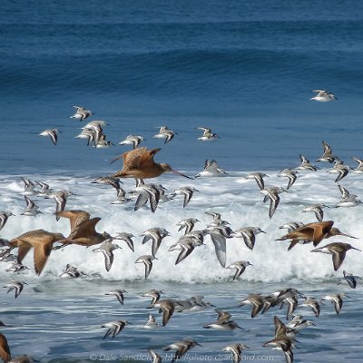 shorebirds-16 Sanderlings and Godwits