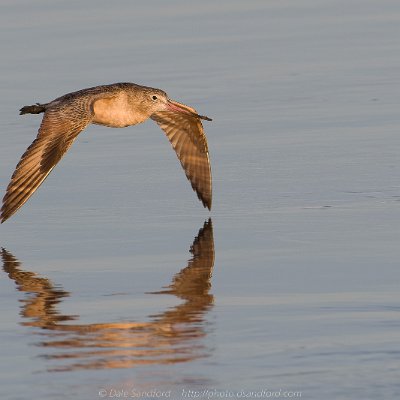 shorebirds-18 Marbled Godwit