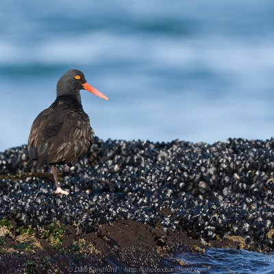 shorebirds-5 Oyster Catcher