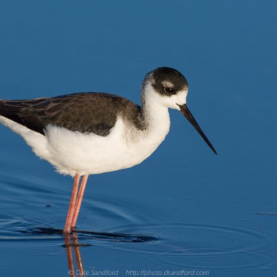shorebirds-7 Black-necked Stilt