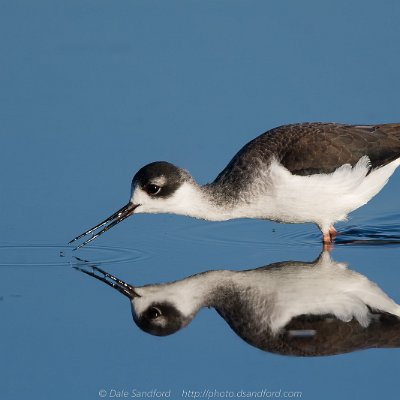 shorebirds-8 Black-necked Stilt