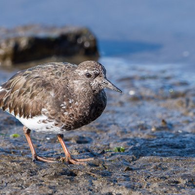 shorebirds-9 Ruddy Turnstone
