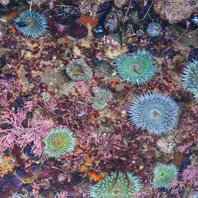 tidepools-06