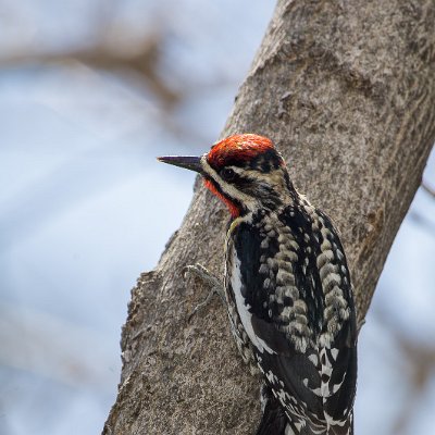 woodpeckers-2 Yellow-bellied Sapsucker