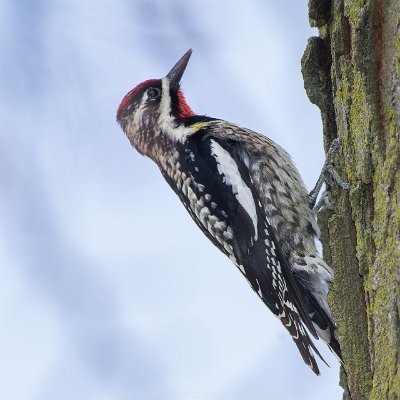 woodpeckers-3 Yellow-bellied Sapsucker