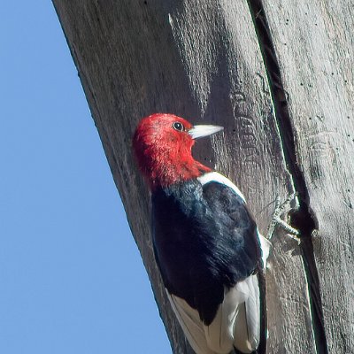 woodpeckers-4 Red-headed Woodpecker