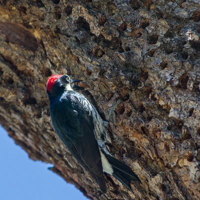 woodpeckers-5 Acorn Woodpecker