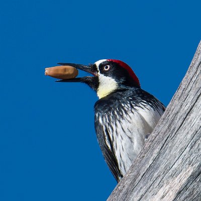 woodpeckers-6 Acorn Woodpecker