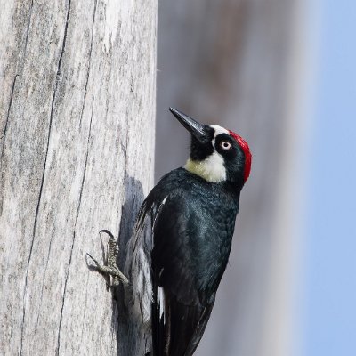 woodpeckers-7 Acorn Woodpecker