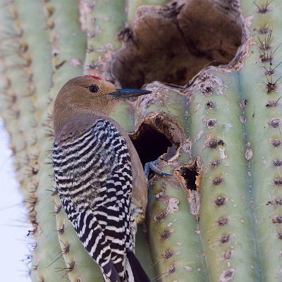 woodpeckers-8 Gila Woodpecker