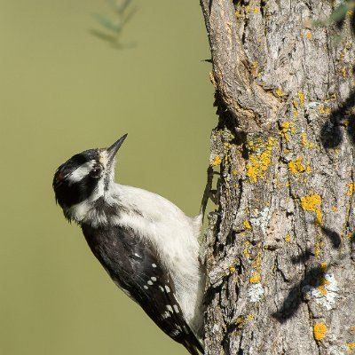 woodpeckers-9 Downy Woodpecker