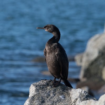 cormorants-13 Brandt's Cormorant