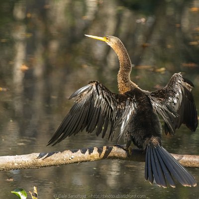 cormorants-2 Anhinga
