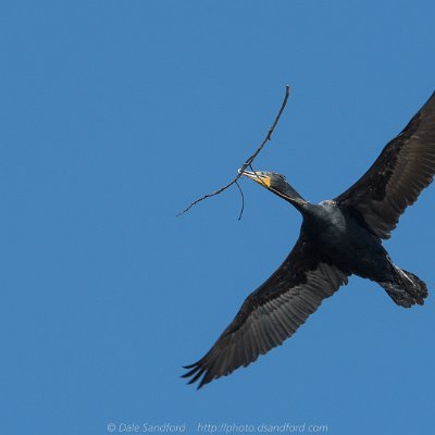 cormorants-7 Double-crested Cormorant