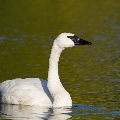 geese-1 Trumpeter Swan