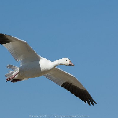 geese-19 Snow Goose