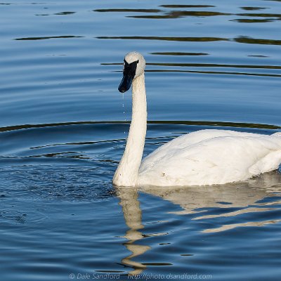 geese-2 Trumpeter Swan
